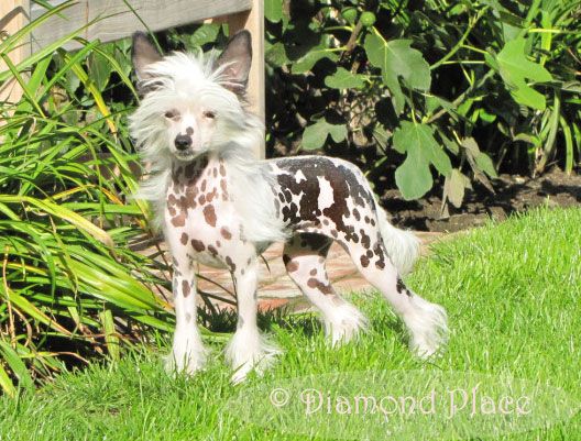 Honey Sundust  Diamond Place