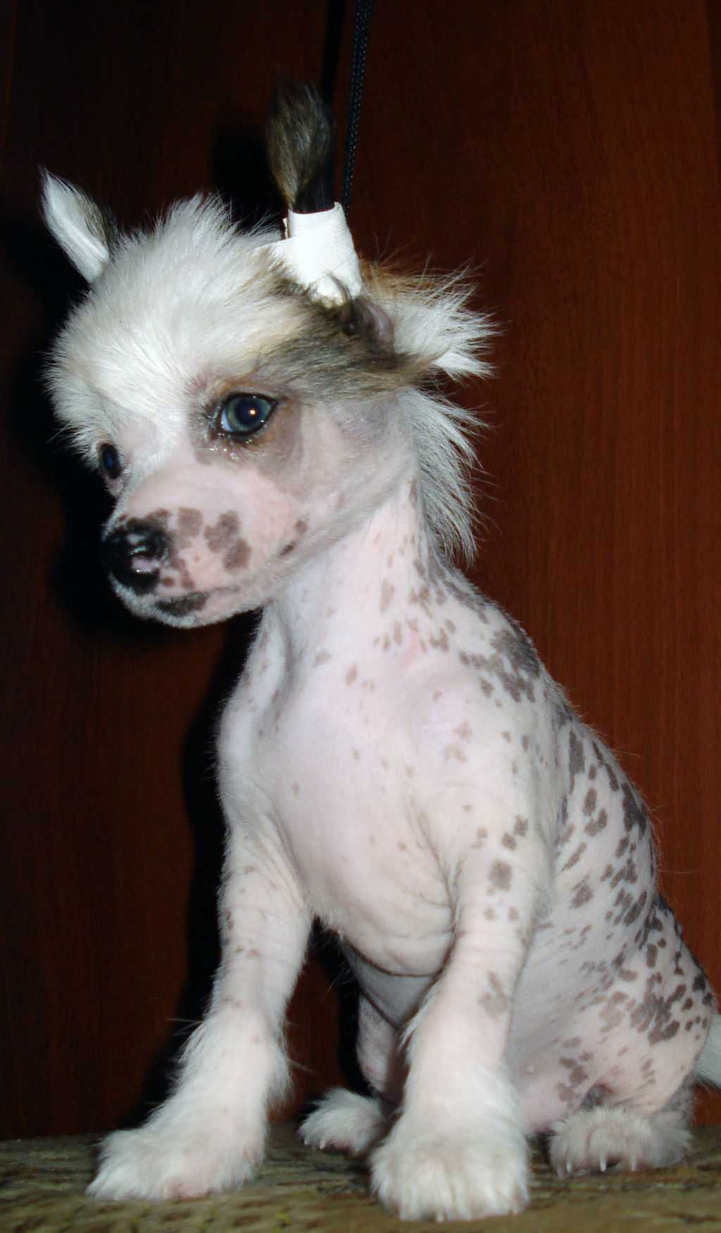 Bigbon Feathering Time