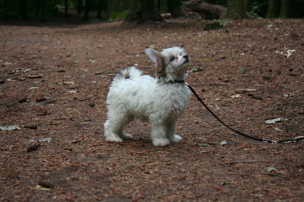 Handsome Handyman  Diamond Place
