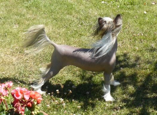 Jingle Top Model De Rama