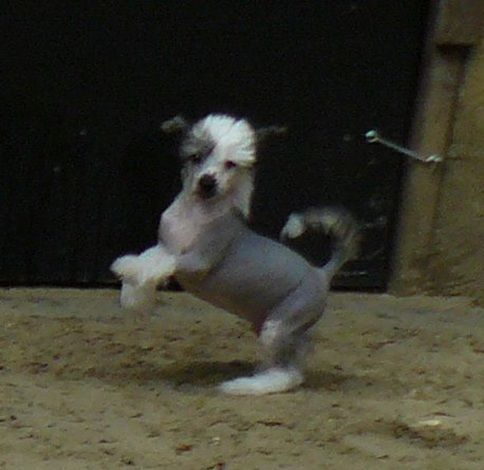 J' Top Model De Rama