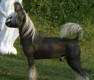 Whatever Trevor From Doucai