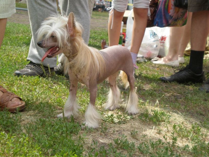 Nju Art Pover' v Mechty