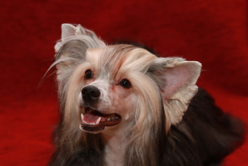 Varfolomey Vinni Puh