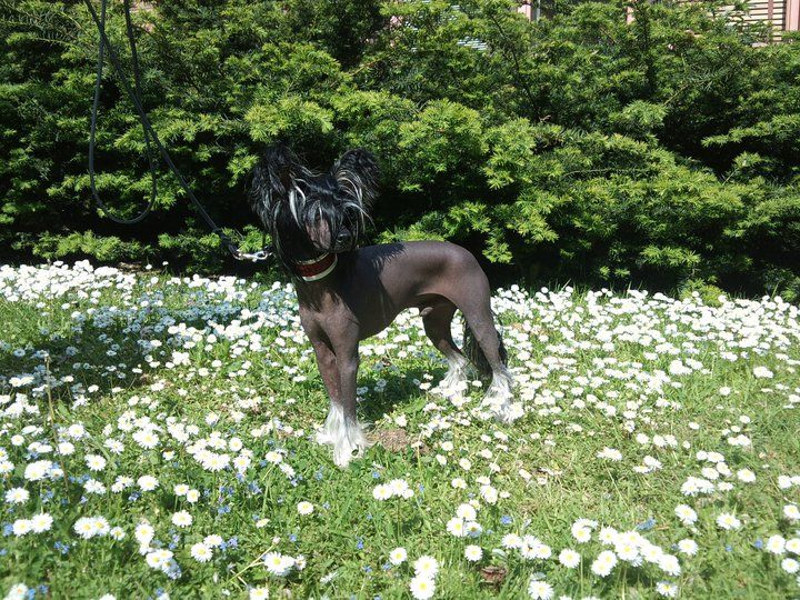 Smedbys Johnnie Walker