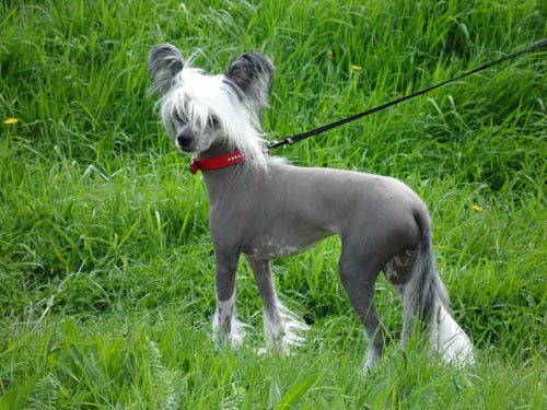 Kado Kitaiski Potselui Shery Dance