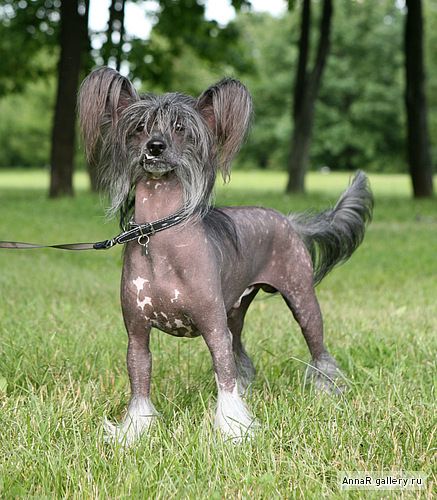 Kado Kitaiski Potselui Vanechka