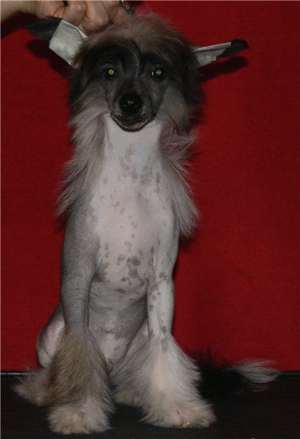 Angel O' Check Hatori Hanzo