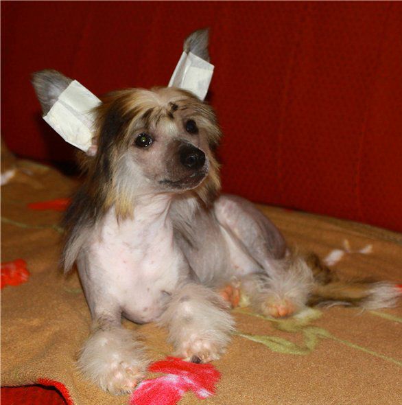 Angel O' Check Hrizantema.