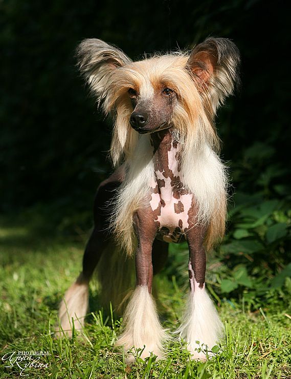 Vivat Sanraiz Innovacia Dogland Happy