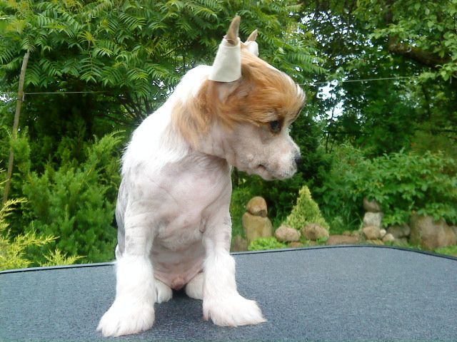 Bruttus Maximus Imperija