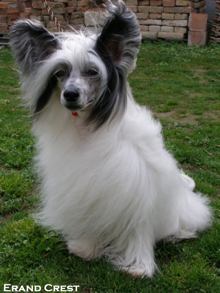 Erand Captain Cute Face