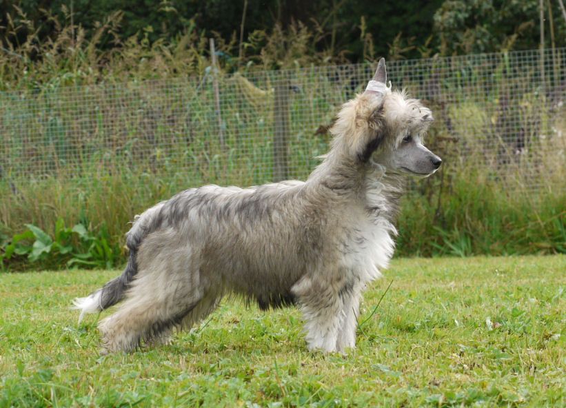 Djurra Djoy Little Charmings