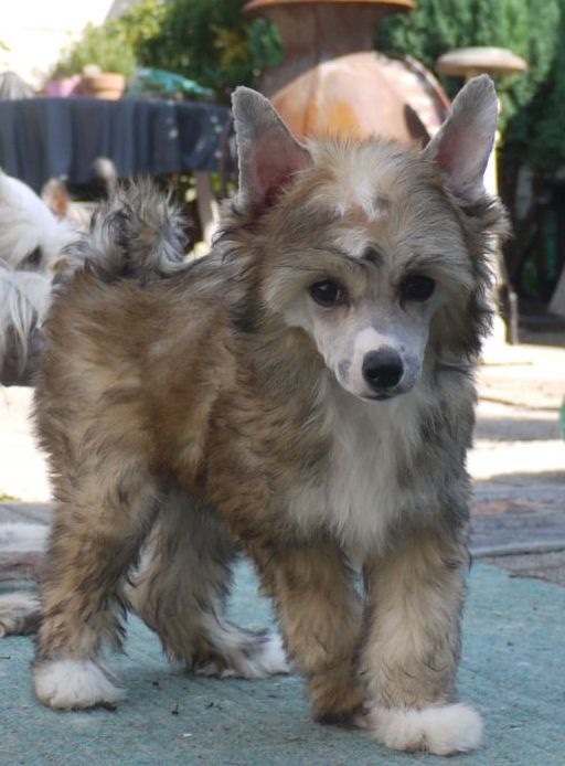 Dancing Dolores Little Charmings