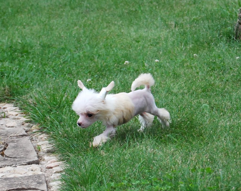 Fantasy Exotic Dinaburg