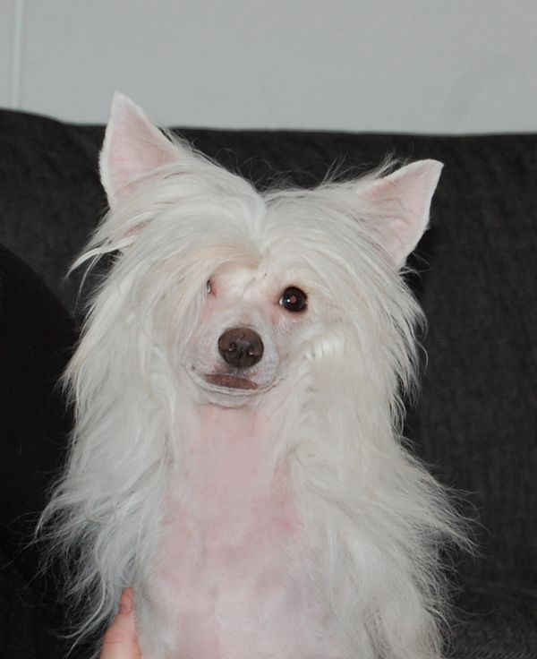 Felicitous Exotic Dinaburg