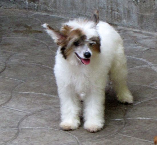 Bi-lav Plus Dead Wind