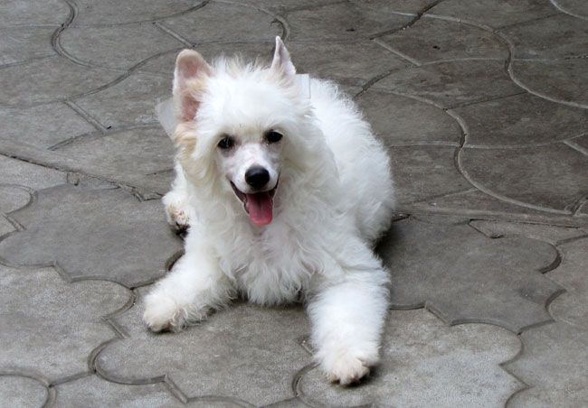 Bi-lav Plus Deity-little