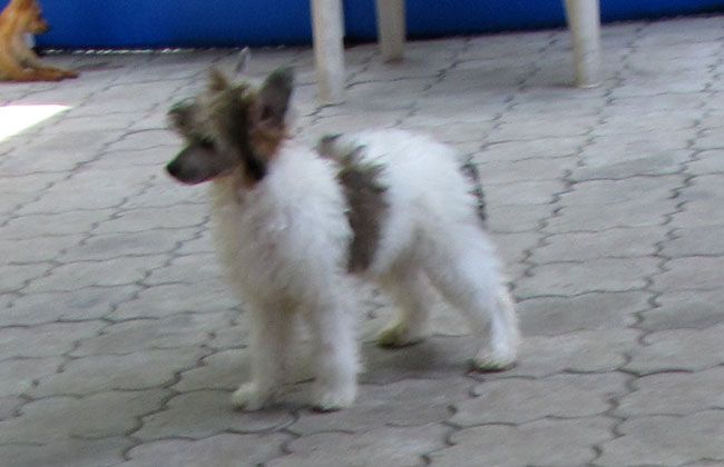 Bi-lav Plus Dremlike Girl