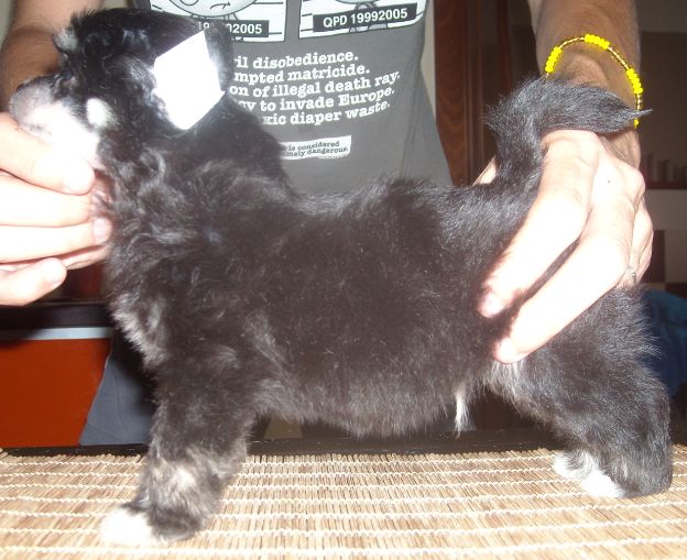 Feycan Del Templo de los Dioses