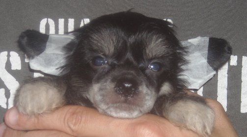 Saphira Del Templo de los Dioses