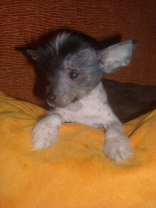 Lily Del Templo de los Dioses