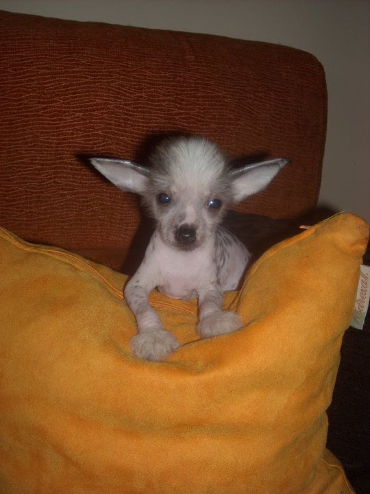 Tatto Del Templo de los Dioses