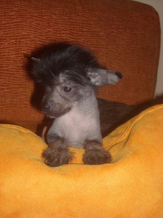 Ramy Del Templo de los Dioses