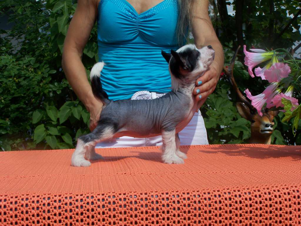 Anet'ka Gintaro Magija