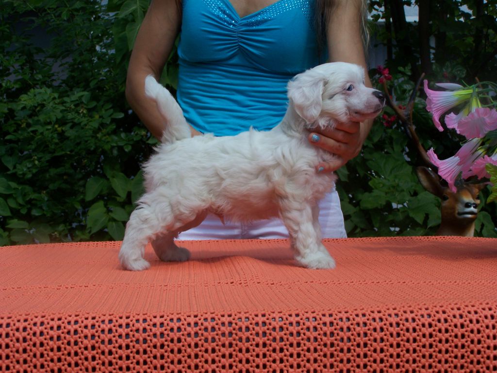 Amadeus Gintaro Magija