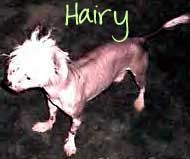 sha-sands naked gun hairy