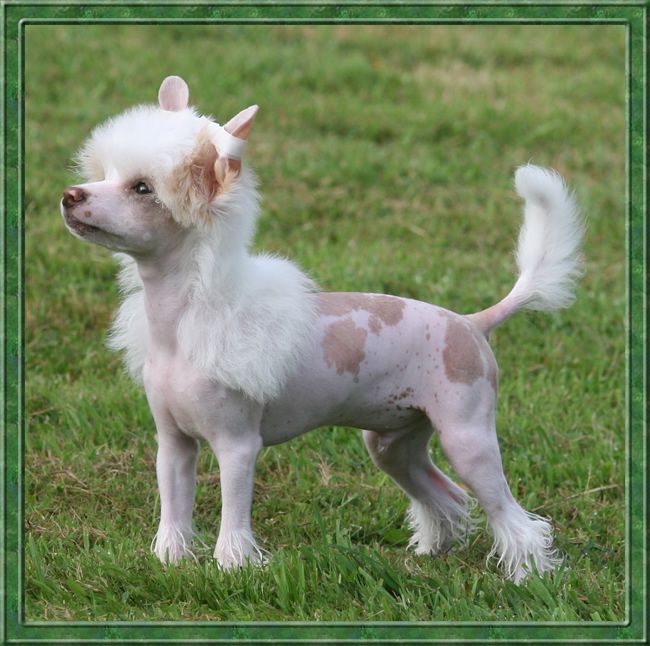 Ice cream de Almamasan