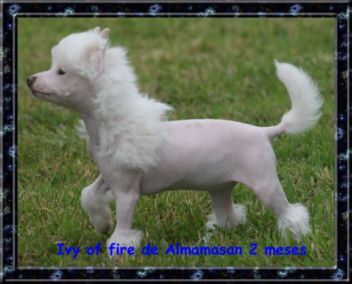 Ivy of fire de Almamasan