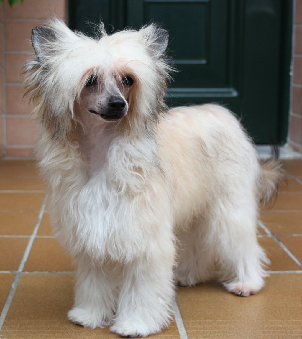 Jazmine of autumn de Almamasan