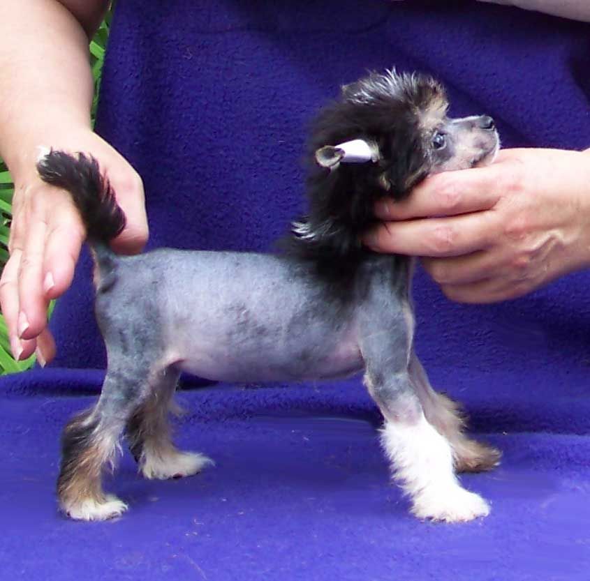 Spiritual Cherry Jubilee