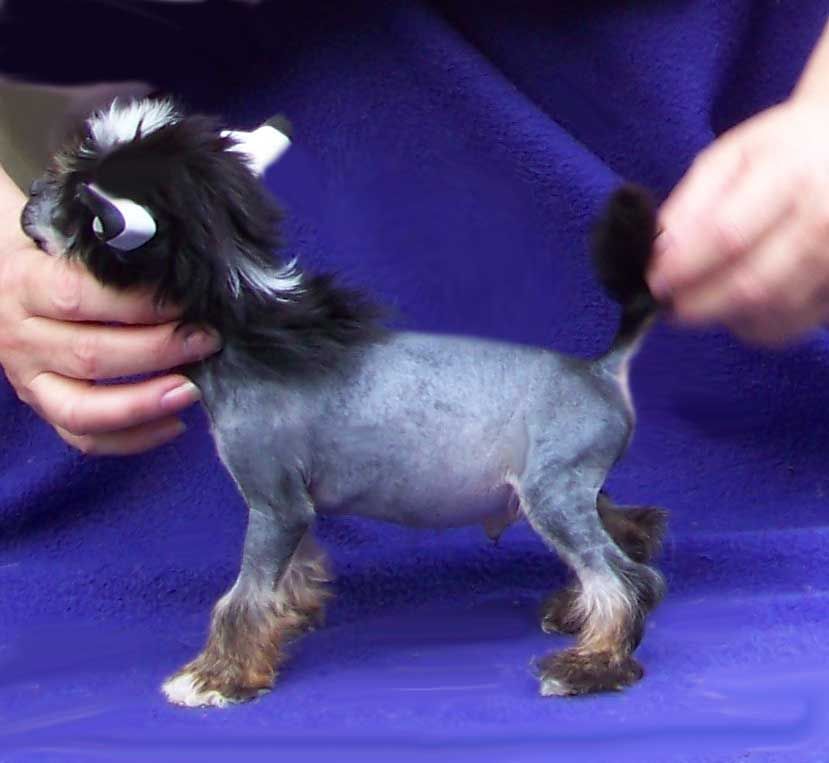 Spiritual Cherry Royale