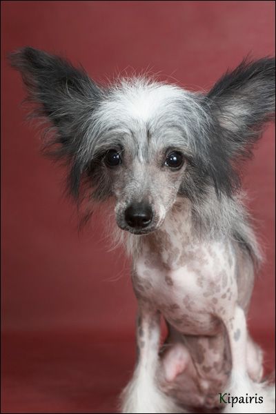 Mashama Mazi Rus Goya