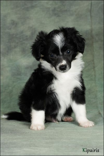 Mashama Mazi Rus Ghanima