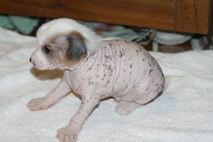 Entourage Dream a Little Dream