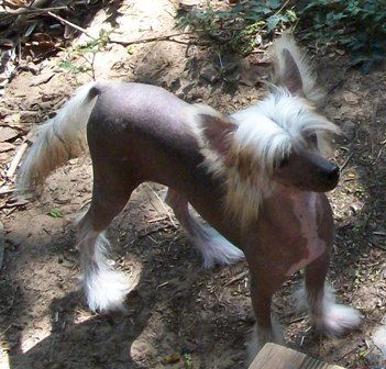 Mosaic's Haunted By Your Charm