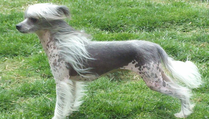 Spiritual-Mosaic Haunting Beauty