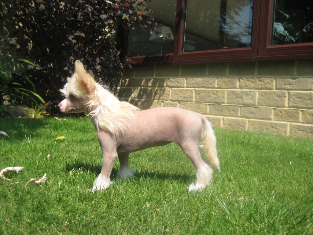 Reznor Just like Honey