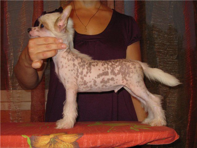 Apriori Vip Vis-a-Vis