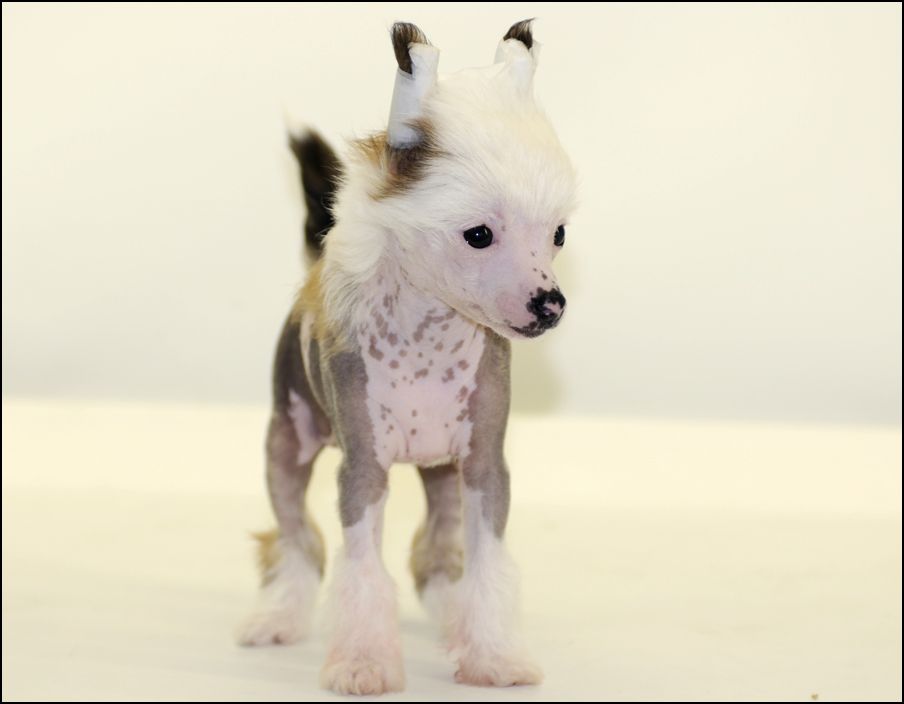 Sunstreaker Hopeless Romantic