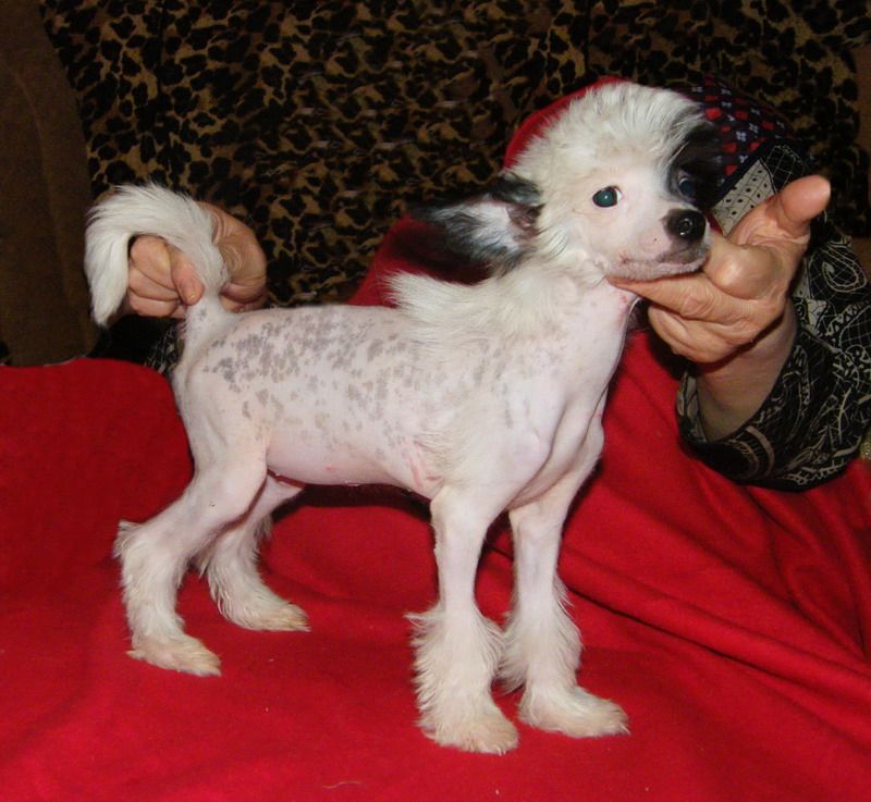 Vellar Pljus Leokadia