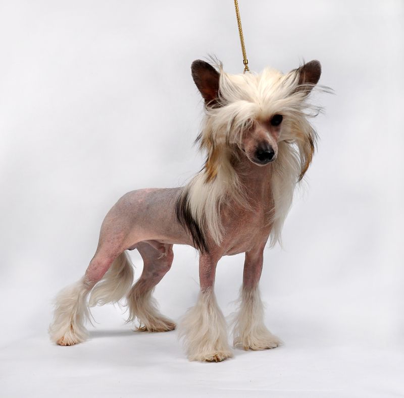 Bi-lav Plus Golden Boy Sunny Lion