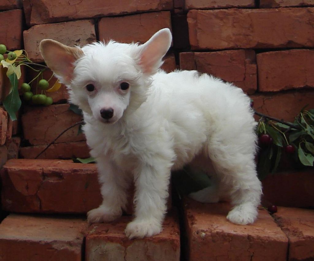 Naimuluna Line Jozefina