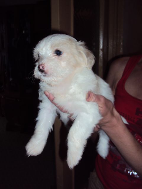 Nyu Art Zhul'etta - Pervaya lyubov'