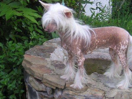 Tin-Man's Cuchi Cuchi Moma