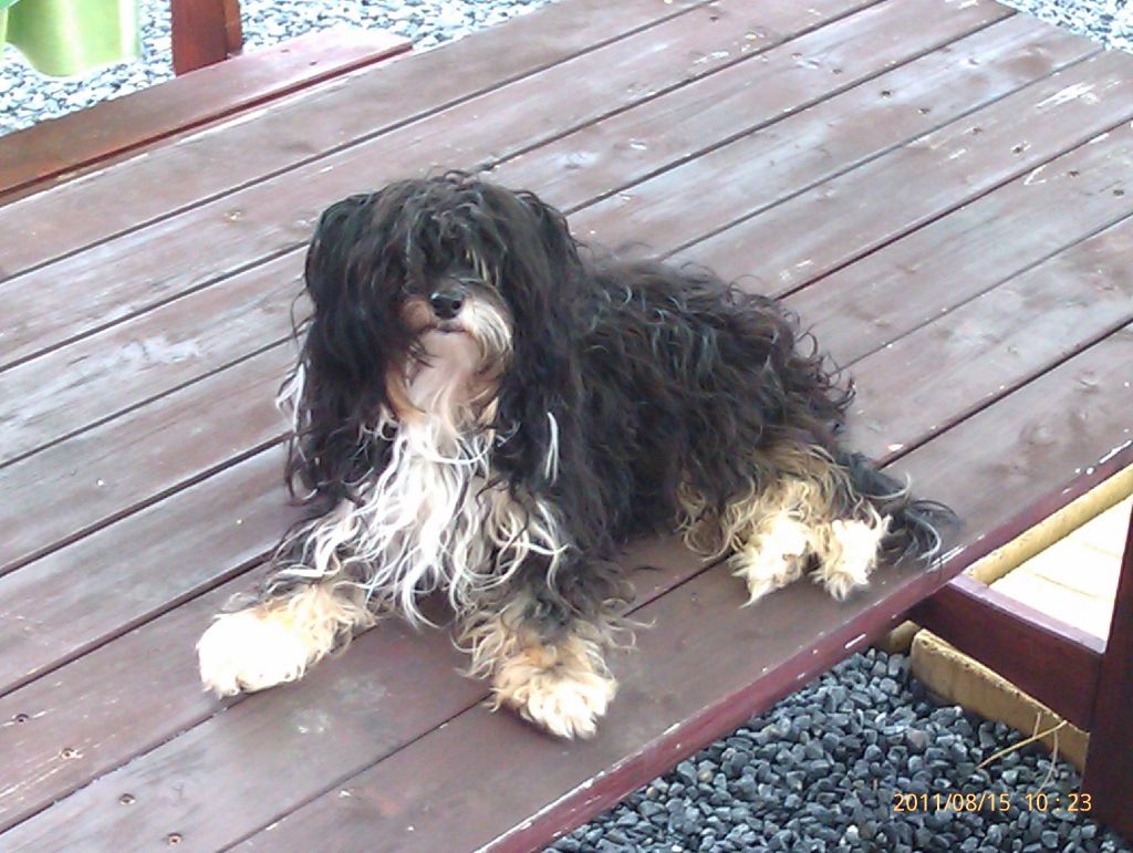 Gerronema Ad Astra Mirabilis Gemma